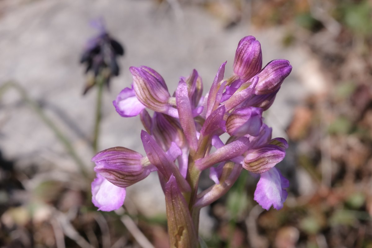 Ultime orchidee per quest''anno - Dalla Grecia con passione